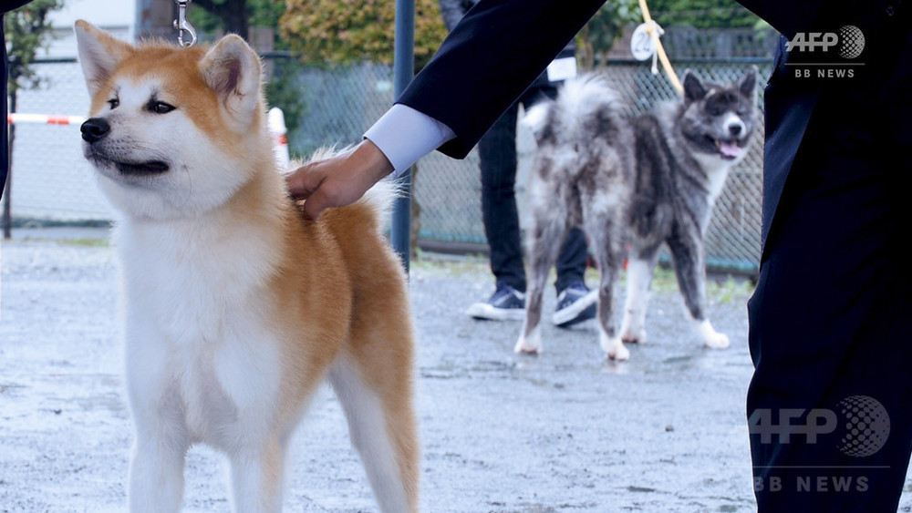 動画 天然記念物 秋田犬 が美を競う 東京 写真1枚 国際ニュース Afpbb News