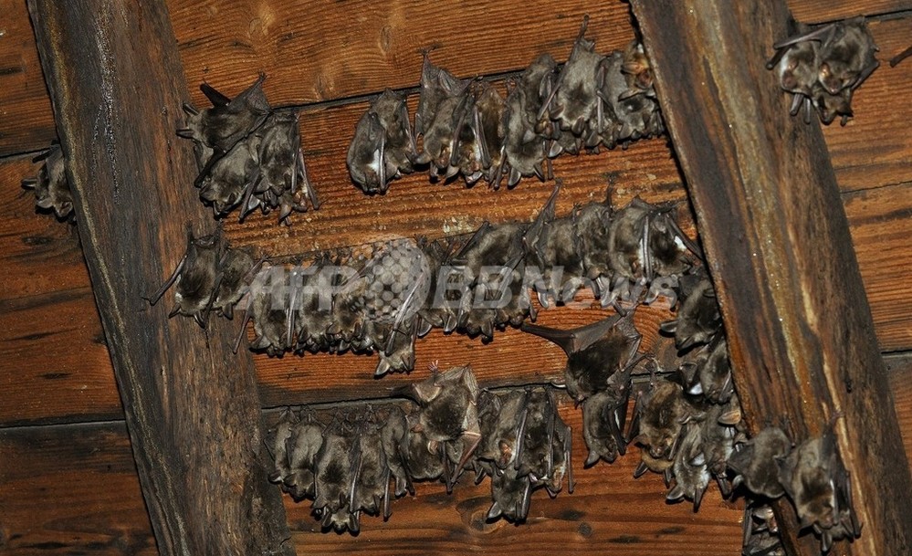 夜行性のコウモリ 日没の太陽をコンパス代わりに ドイツ研究 写真1枚 国際ニュース Afpbb News