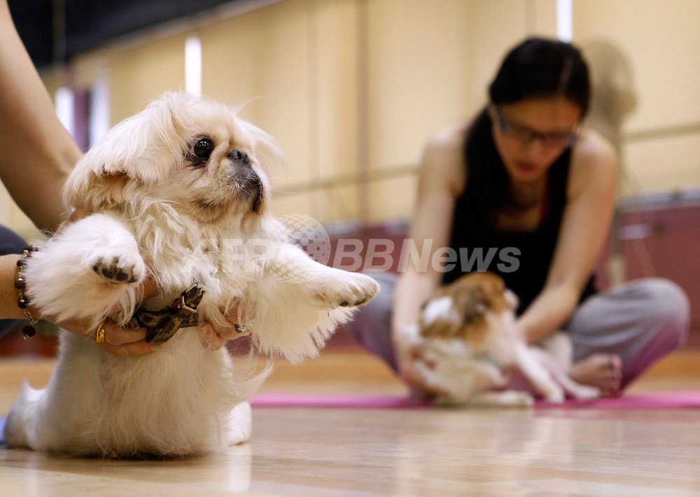 犬にも 内なる安らぎ を 犬と飼い主のためのヨガ クラス ドガ 写真6枚 国際ニュース Afpbb News