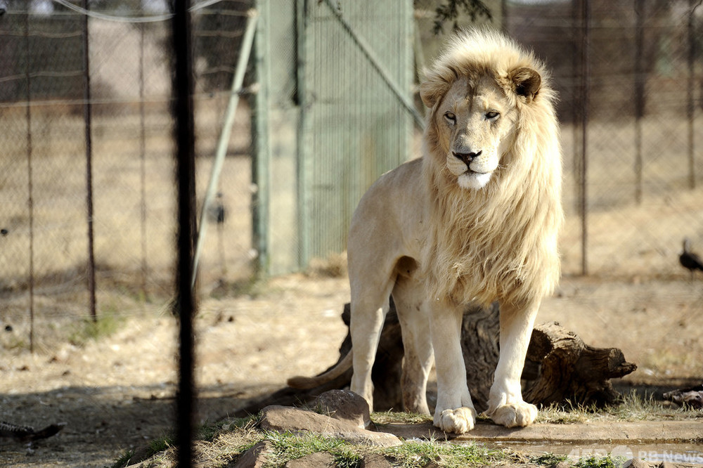 南ア、狩猟用のライオン繁殖・飼育を禁止へ 写真3枚 国際ニュース：AFPBB News