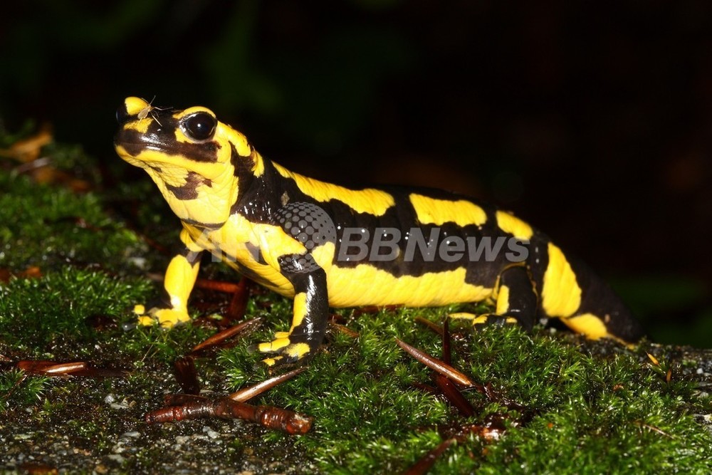 オランダのファイアサラマンダー大量死 原因は皮膚を侵す菌類 写真1枚 国際ニュース Afpbb News