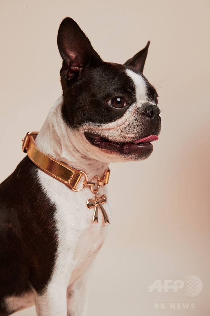 カレン ウォーカー ペットコレクション 犬用の首輪 リードが新登場 写真12枚 マリ クレール スタイル Marie Claire Style