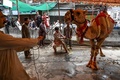 パキスタン・ラワルピンディで、犠牲祭のために動物をいけにえとしてささげる準備をするイスラム教徒たち（2020年8月1日撮影）。(c)Aamir QURESHI / AFP