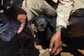 カンボジア南部ケップ州で、建設中のホテルが倒壊した現場から救出された犬を洗う救助隊員ら（2020年1月5日撮影）。(c)TANG CHHIN Sothy / AFP