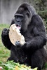 ドイツ首都のベルリン動物園で、バースデーケーキを食べる欧州最高齢のゴリラ、ファトゥ（2018年4月13日撮影）。(c)AFP PHOTO / John MACDOUGALL