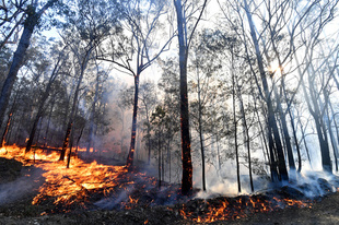 豪、パルマワラビーなど15種を絶滅危惧種に 絶滅ゼロ目標