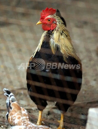 台湾、ニワトリ1.8万羽の殺処分を確認 鳥インフルH5N2型に感染 写真1枚