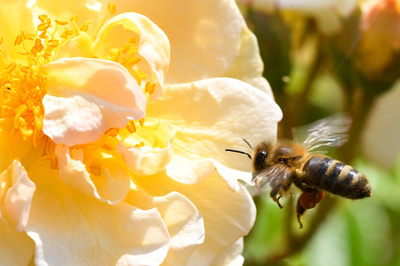 仏、ネオニコ系農薬5種を使用禁止に ハチ大量死との関連指摘