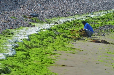 大量のアオサが青島の海岸を占拠 中国・青島市