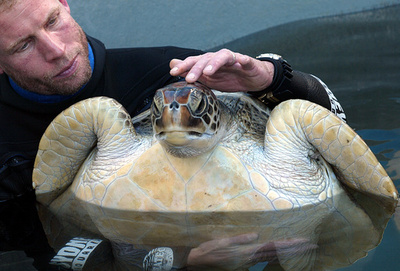 グレートバリアリーフ北部のウミガメ、9割前後が雌 温暖化の影響で 研究