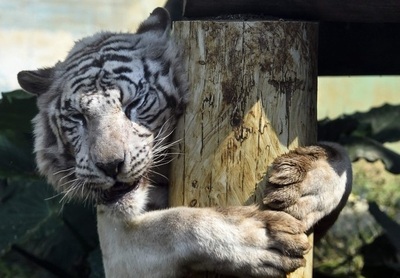 伸び伸びが一番？ 台湾のテーマパークで暮らす動物たち