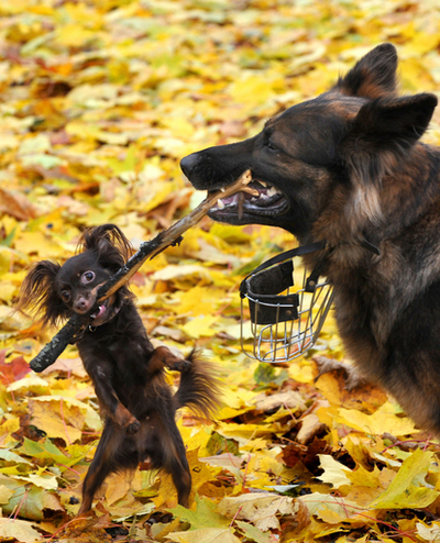 秋深まるベラルーシ、落ち葉のじゅうたんで戯れる犬たち