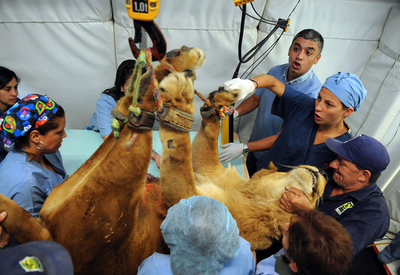 診察するだけでも大変、コロンビアの獣医クリニック