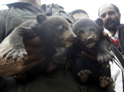 公園でクマの赤ちゃん2頭を保護 - インド