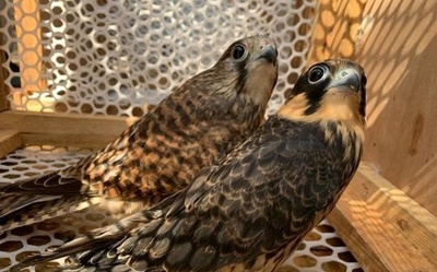 14羽の猛禽類、自然に戻る 保護後の訓練経て 中国・吉林省