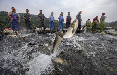 仙女湖で秋の漁獲期に 江西省