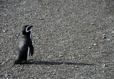地球温暖化、ペンギンの楽園にも影響の恐れ チリ