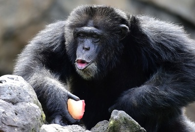 「協力の進化」に新知見、チンパンジーは競争より協力を好む