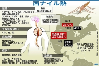 西ナイル熱悪性化の変異遺伝子を発見、カラスの致死率9割以上