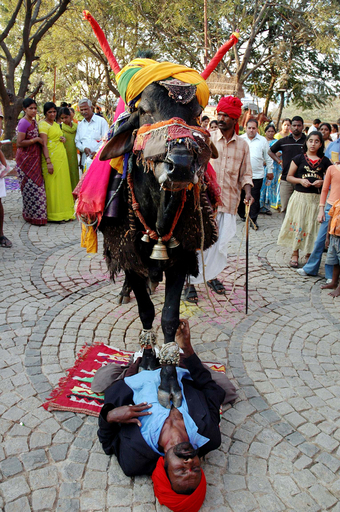 インド南部の収穫祭、牛に踏まれる曲芸も