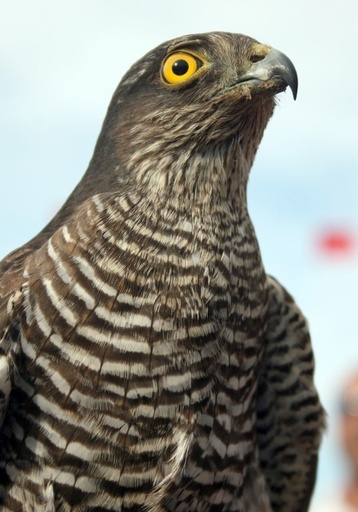 カッコウの托卵、その狡猾さがあらわに 英研究
