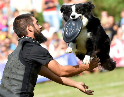 目指せナンバー「ワン」！ ポーランドでディスクドッグ大会