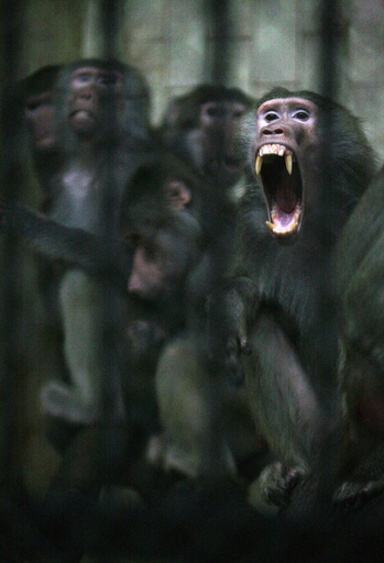 ロシアの天然ガス供給停止、動物園にも影響 ブルガリア