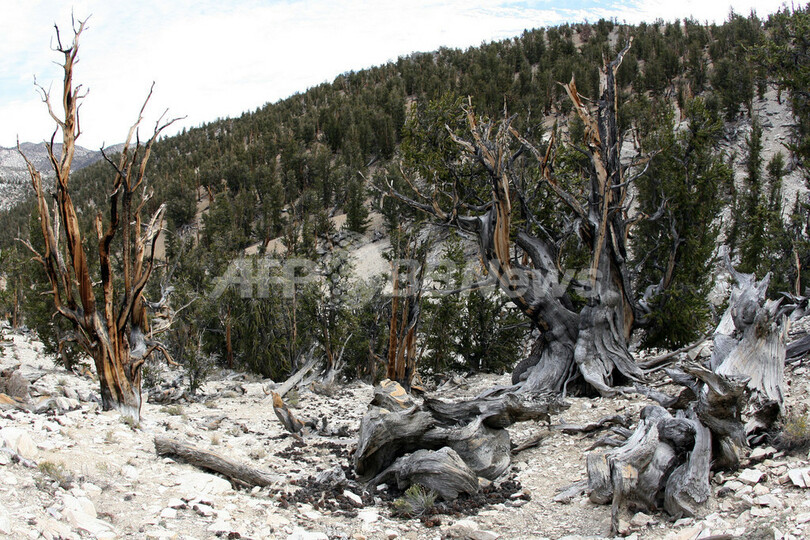 樹齢4700年、世界最古の巨木