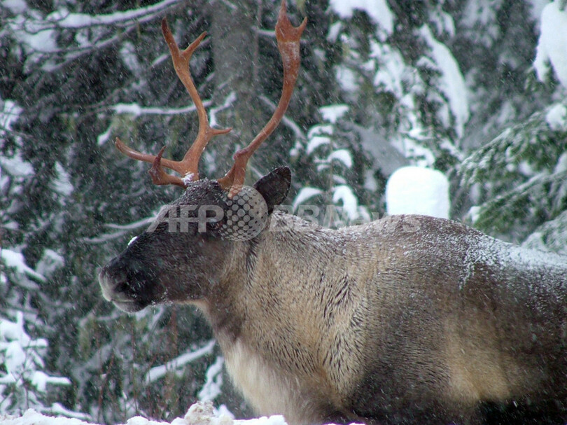 カナダ・ブリティッシュコロンビア州当局、カリブー保護対策を強化