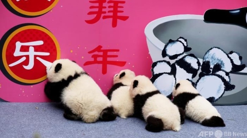 年生まれ の赤ちゃんパンダが新年のあいさつ 中国 写真6枚 国際ニュース Afpbb News