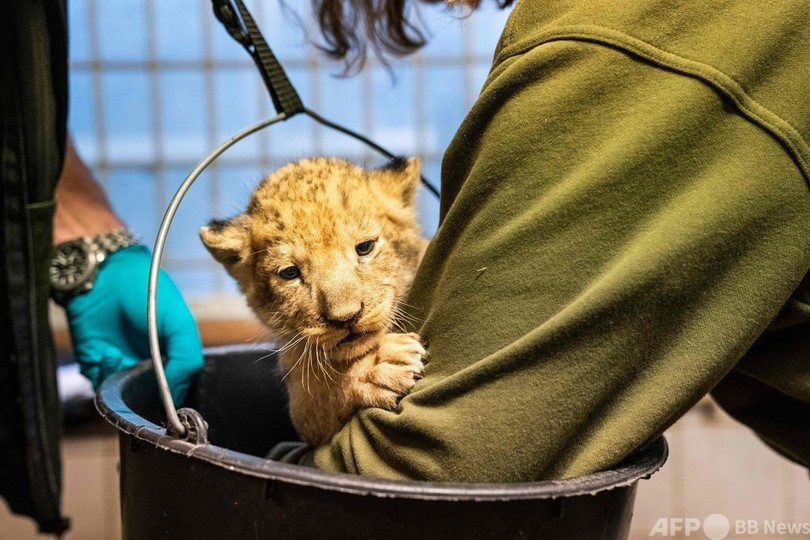 デンマーク動物園 赤ちゃんライオンの性別判明 雌雄2匹ずつ 写真23枚 国際ニュース Afpbb News