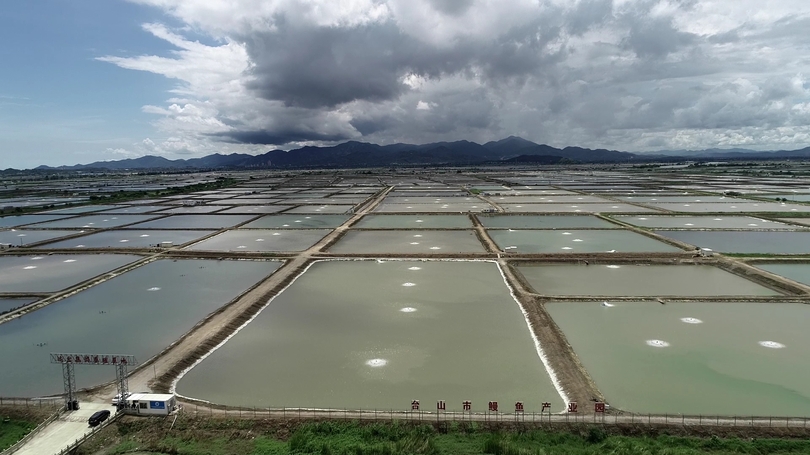 中国最大のウナギ養殖・輸出拠点を訪ねて 広東省台山市