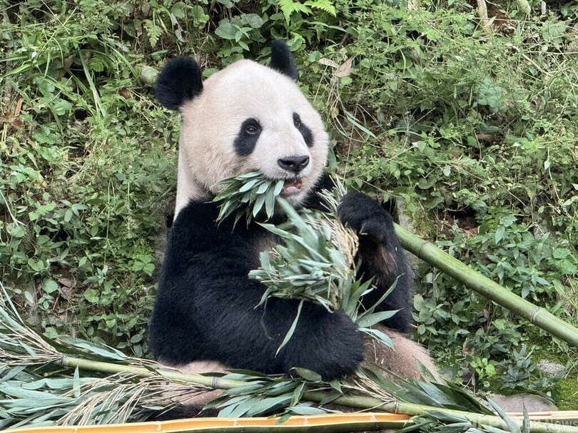 帰国パンダ「リーリー」「シンシン」隔離終了 健康状態は良好