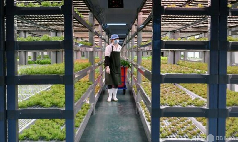 中国、世界初の20階建て垂直無人「植物工場」を開発