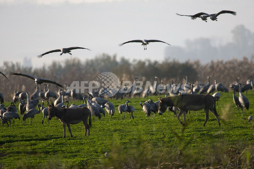 ヨルダン渓谷を飛ぶ渡り鳥