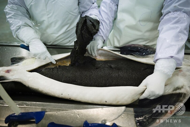 そのキャビアはどこから？ 中国が主要生産国の一つに