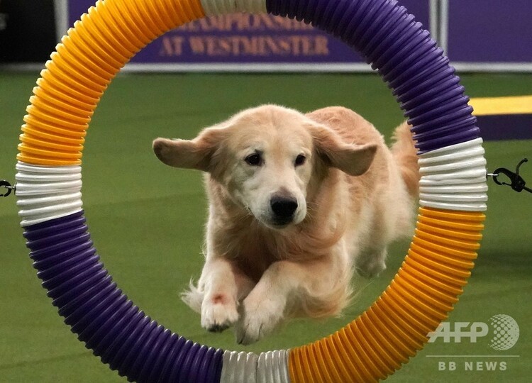 米伝統のドッグショー開幕 審査に臨む犬も人も真剣 写真32枚 国際ニュース Afpbb News