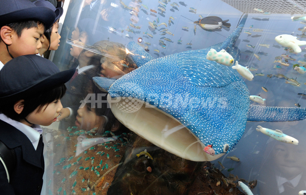 製菓専門学校生が作ったスイートな水族館 写真6枚 国際ニュース Afpbb News