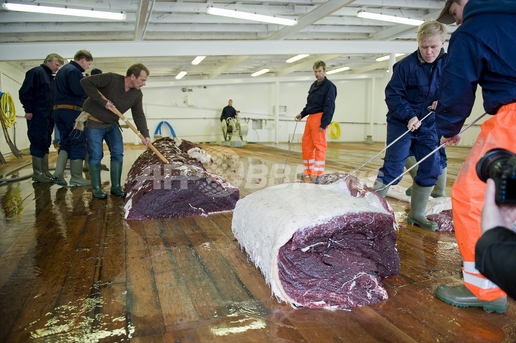 捕鯨国同士の鯨肉貿易が増加傾向、 グリーンピースが指摘 捕鯨国同士の鯨肉貿易が増加傾向、 グリーンピースが指摘
