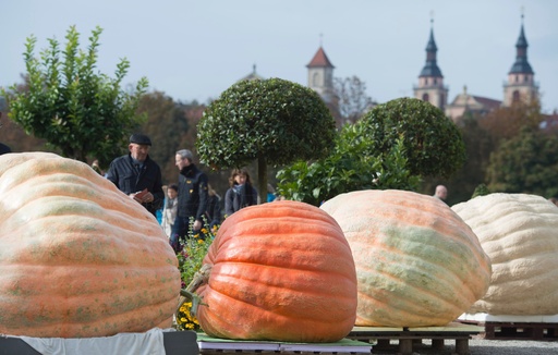 存在さ 重さ 頑丈さ 抜群のテラコッタ巨大カボチャ♡ロウソクタイプ・在庫2つあり 約1.2トンの巨大カボチャ、世界記録に ドイツ 写真14枚 国際ニュース