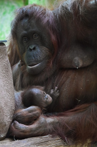 生後8日のオランウータンの赤ちゃん公開、2005年以来の誕生 仏動物園
