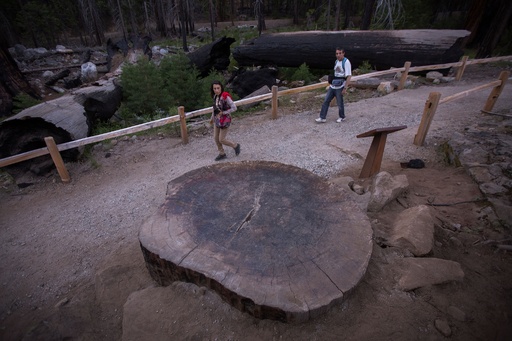 珪化木　メタセコイヤ　アメリカ　カルフォルニア産　φ890×t45mm 世界一周の旅 北米編：カリフォルニア州 世界一大きな木・セコイア国立