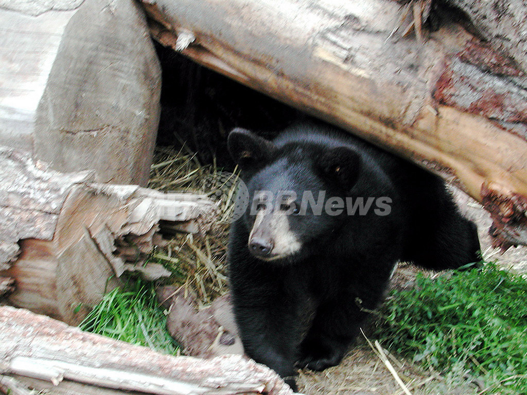 日照り続く米国 連日のクマ出没に悩む 写真1枚 国際ニュース Afpbb News