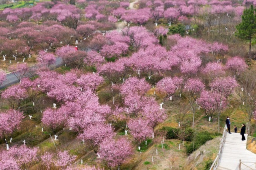甘い香り漂う…南京郊外で梅が満開に 中国・江蘇省