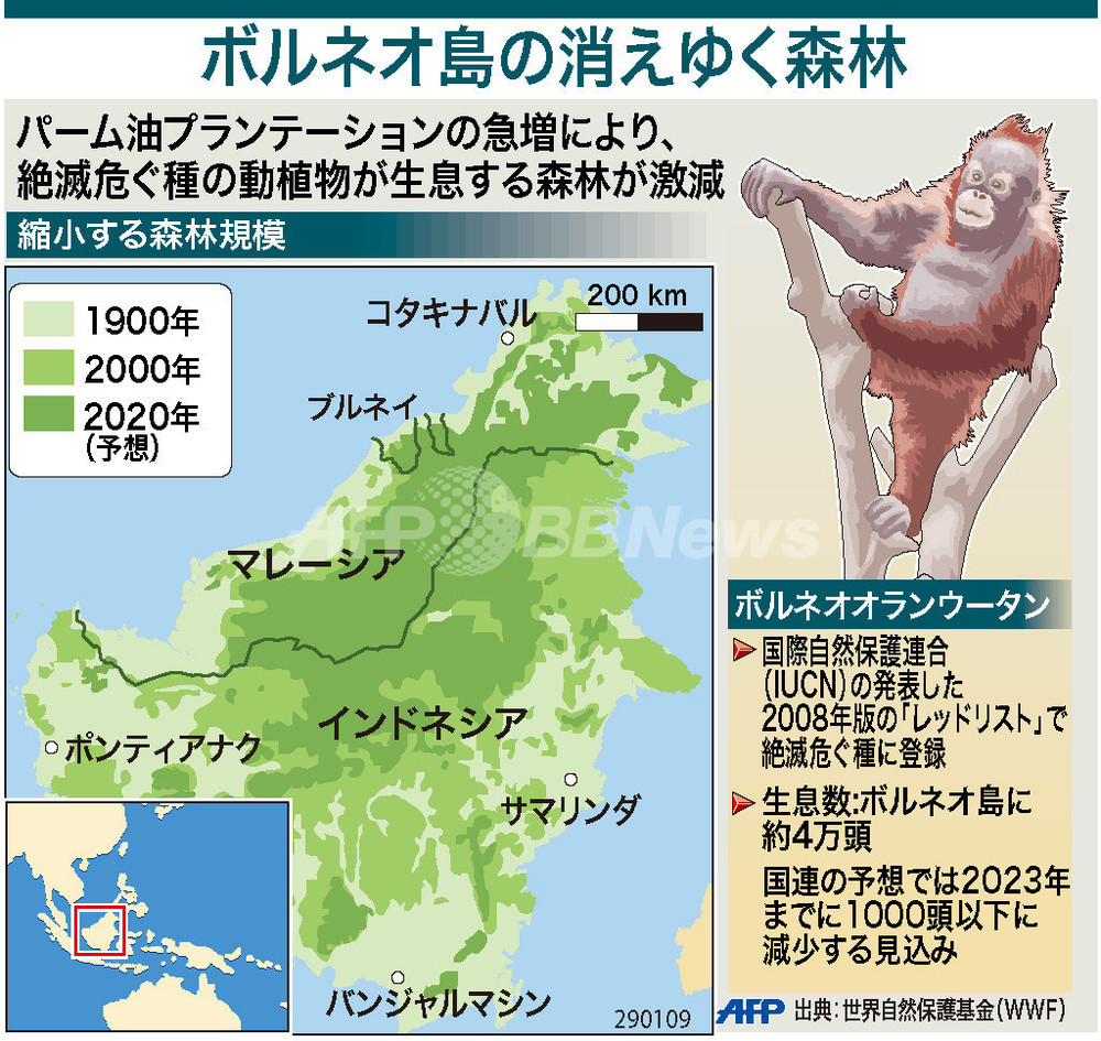 図解 ボルネオ島の消えゆく森林 写真1枚 国際ニュース Afpbb News