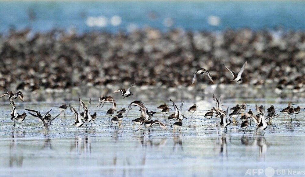 中国は世界の渡り鳥の移動の拠点の生態を着実に保護 写真3枚 国際