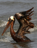 米南部沖のメキシコ湾（Gulf of Mexico）の原油流出事故で油まみれになったカッショクペリカン。米ルイジアナ（Louisiana）州East Grand Terre Islandで撮影。流出した原油はルイジアナ州沿岸部に大量に押し寄せている（2010年6月4日撮影）。(c)AFP/Getty Images/Win McNamee