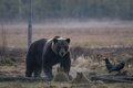 フィンランドで撮影されたヒグマ（2022年5月16日撮影、資料写真）。(c)Olivier MORIN / AFP