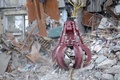 ロシア・マグニトゴルスクで、ガス爆発により崩壊した住居ビルの残骸（2019年1月2日撮影）。(c)AFP