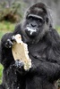 ドイツ首都のベルリン動物園で、バースデーケーキを食べる欧州最高齢のゴリラ、ファトゥ（2018年4月13日撮影）。(c)AFP PHOTO / John MACDOUGALL
